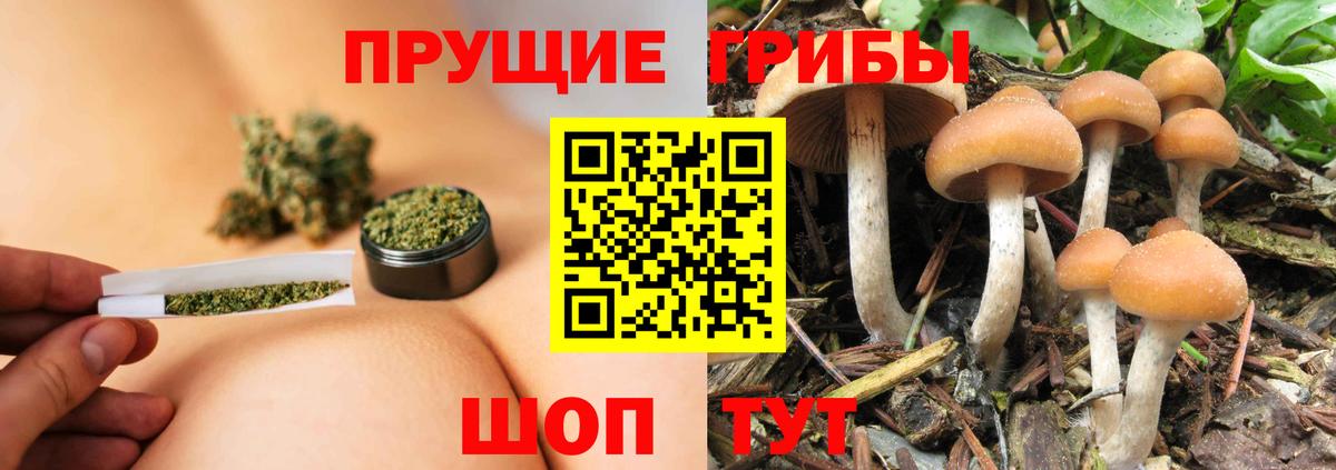 Псилоцибиновые грибы Psilocybe  Галлюциногенные грибы GOLDEN TEACHER  Елизово  Вход с VPN 