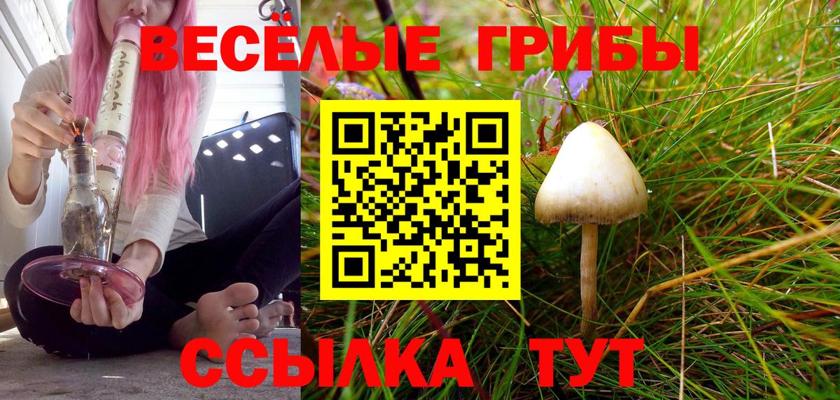 Псилоцибиновые грибы Psilocybine cubensis Елизово